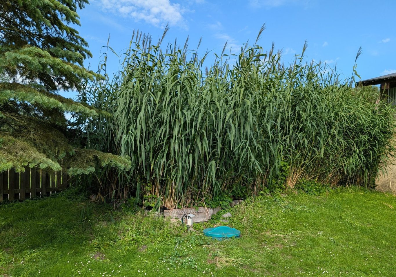 Schilfbeet Schilfbeet