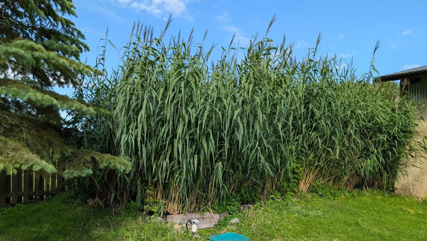 Schilfbeet